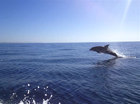 Playful Dolphin A Dolphin Chasing Our Boat Just Off The Co Flickr