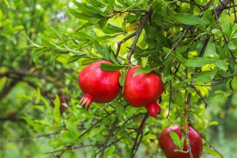 Cultivating Pomegranates In India Sustainable Farming Strategies