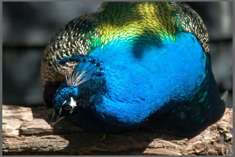 Resting Photograph By Optical Playground By Mp Ray Fine Art America