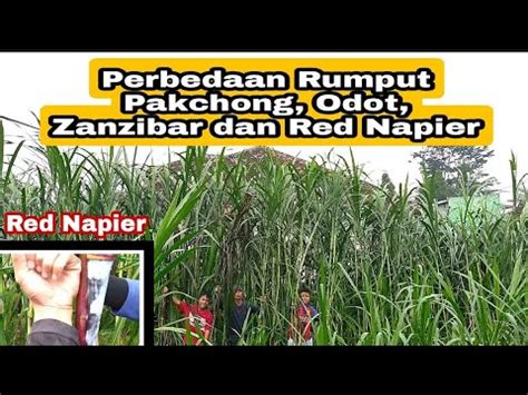 Seputar Bank Pakan Perbedaan Rumput Pakchong Odot Zanzibar Dan Red