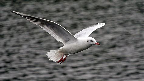 Flying White Bird Wallpaper | All Wallpapers Desktop