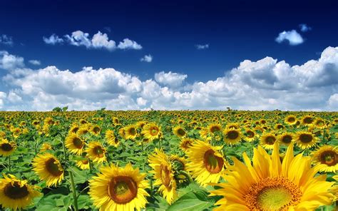 Best Nature Photos: Sunflowers