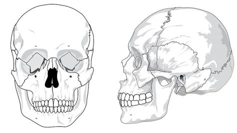 Huesos Del Cr Neo Y La Cabeza Descripci N General De Cada Uno