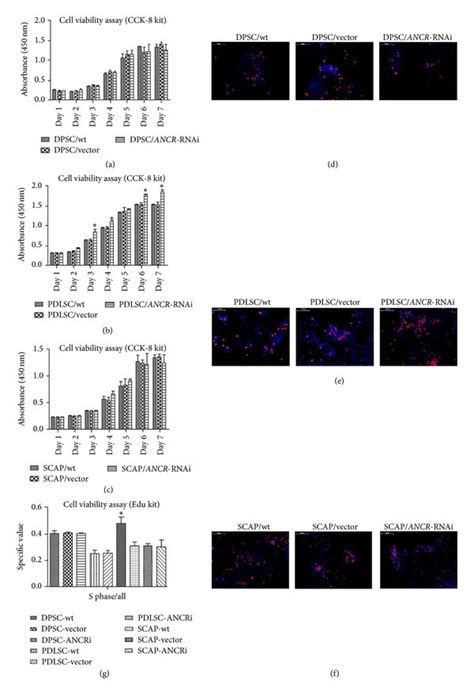 The Effects Of Ancr Rnai On Dtscs Proliferation From Day 1 To Day 7