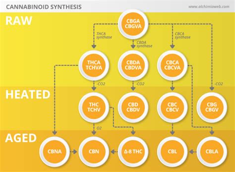 Cannabinoid Synthesis - Levit8