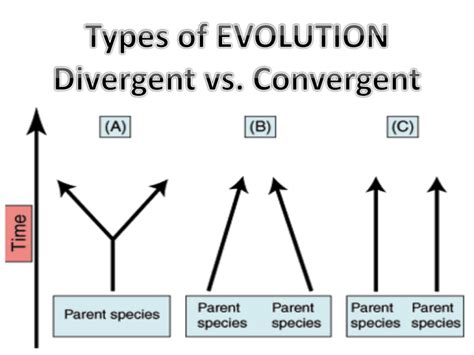 Convergent and Divergent Evolution - Mr. Lesiuk