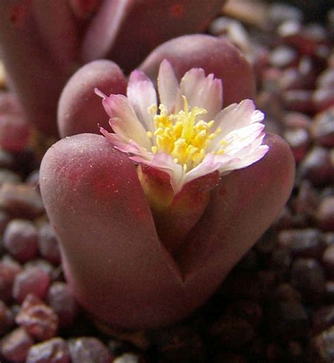 Two Pink And White Flowers Sitting On Top Of Gravel