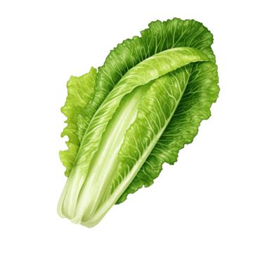 Lettuce Romaine Flat Green Color Png Lettuce Romaine Vegetable PNG