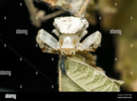 White Crab Spider Thomisidae Satara Maharashtra India Stock Photo