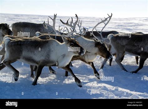 Yamal Peninsula Russia Reindeer Hi Res Stock Photography And Images Alamy