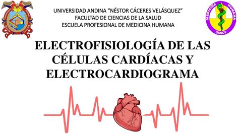 Electrofisiología de las Células Cardíacas y Electrocardiograma Exel