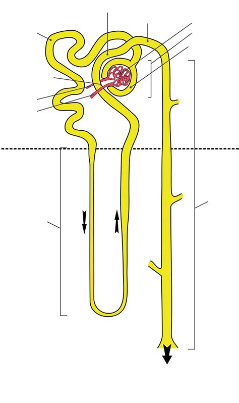 Blank Diagram Of Nephron