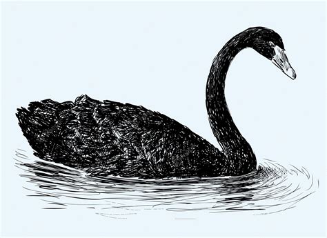 Premium Vector Hand Drawing Of Floating Black Swan