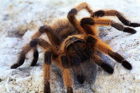 Spider Facts - Tarantula