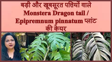 How To Grow Care Propgate Monstera Dragon Tail Plant