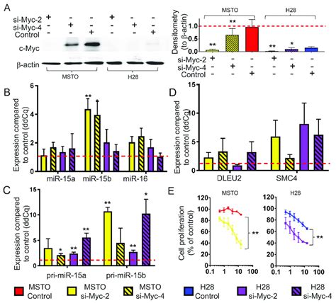 Myc Knockdown Causes An Upregulation Of Mature Mir 15b16 2 Expression