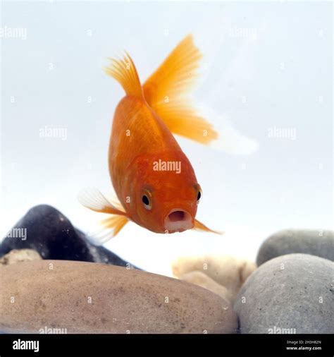 Goldfish Carassius Gibelio Freshwater Fish Stock Photo Alamy