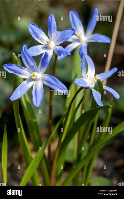 Glory Of The Snow Scilla Luciliae Chionodoxa Close Up Flower Stock