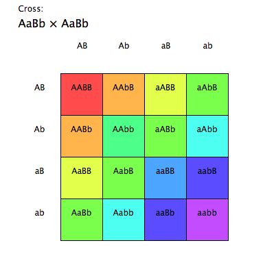 Biology- Chinook Academy (Kemper): Punnett Square Calculator & other Punnett things