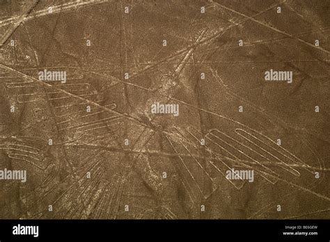 Nazca Lines Humming Bird Hummingbird Peru Stock Photo Alamy