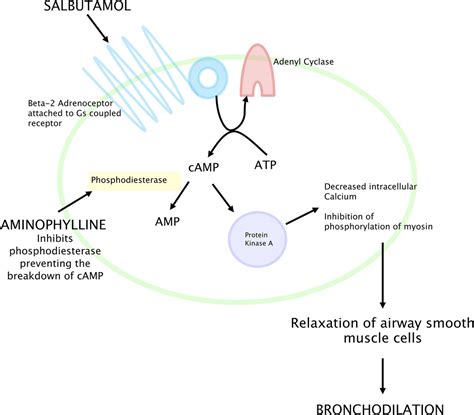 Salbutamol Mechanism Of Action