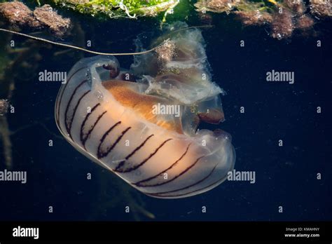 Invertebrados De Invertebrados De Medusas Fotografías E Imágenes De