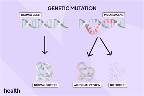 Genetic Mutation Definition Types Functions And More