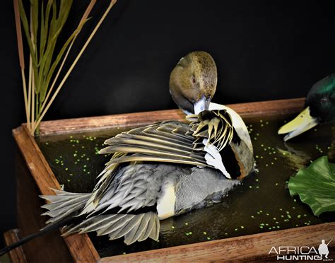 Duck Full Mount Taxidermy