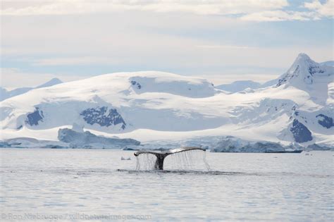 Antarctica Photos By Ron Niebrugge