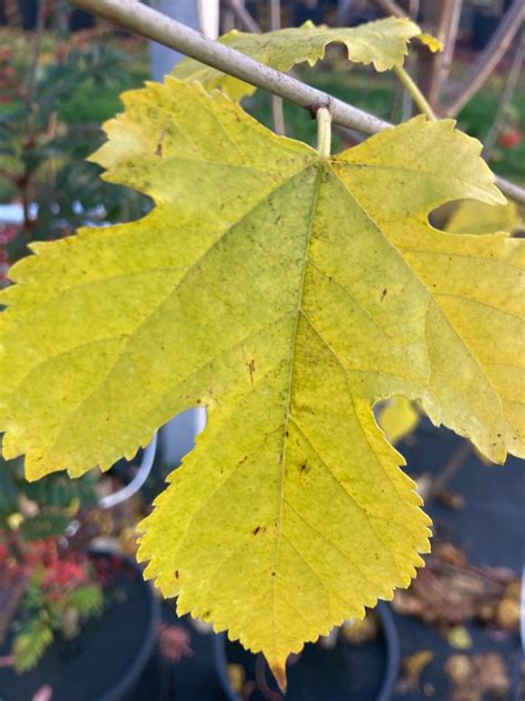 Exotisches Obst Spiess Baumschule Gartengestaltung Wahlsburg