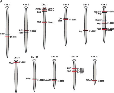 Map Position Of Transposon Insertion Sites A We Obtained Novel