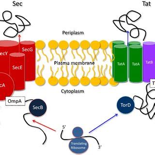 PDF Transport Of Folded Proteins By The Tat System