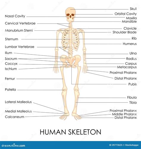 Menschliches Skelett Beschriftet Latein Skelett Stockbild Bild Von