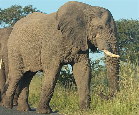 Elephants (Family Elephantidae) · iNaturalist.org