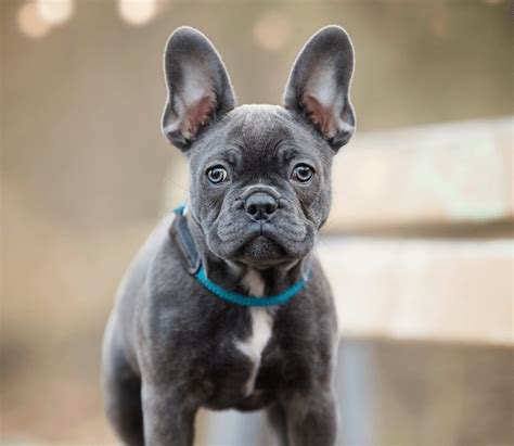 Blue French Bulldog Breed Information, Pictures & Facts - Marvelous Dogs