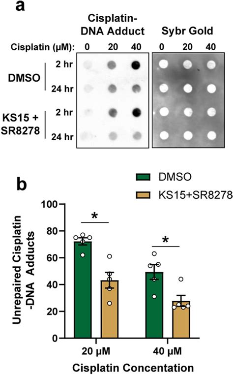 Pharmacological Inhibition Of Cryptochrome And REV ERB Promotes DNA