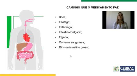 Aula 13 Como O Medicamento Age No Organismo YouTube