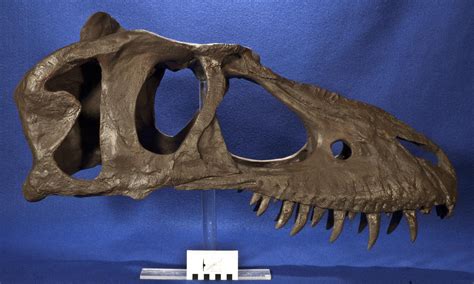 Witmerlab Dinosaur Skull Collection Gorgosaurus