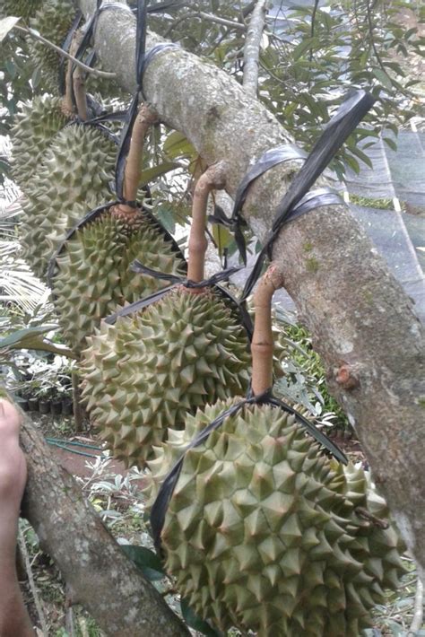 Ciri Durian Bawor Banyumas Yang Berbeda Dengan Jenis Durian Lainnya