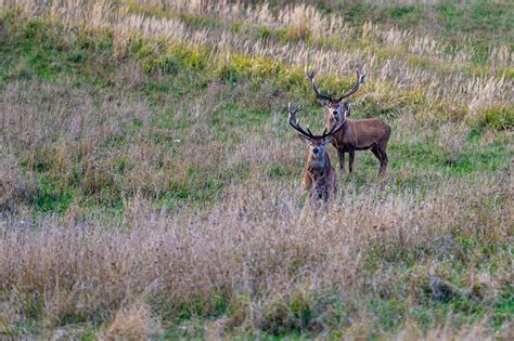 Premium Photo Red Deer With Large Antlers During Rutting Season On