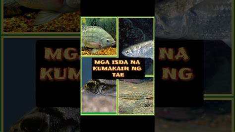 Mga Isda Na Kumakain Ng Tae Fishing Youtube