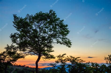 A Silhueta De Uma árvore Ao Pôr Do Sol Foto Premium