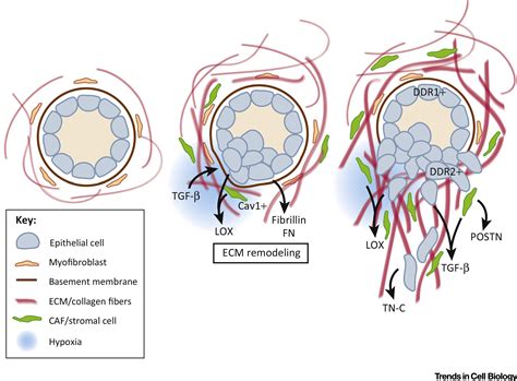 Forcing Through Tumor Metastasis The Interplay Between Tissue Rigidity