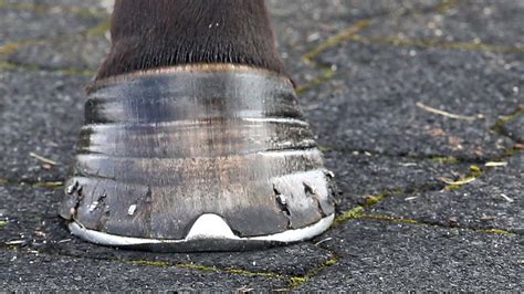 Laminitis Hoof Photos At Louis Williams Blog