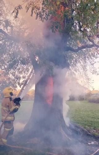 Watch Firefighters Tackle Fire Burning Tree From Inside Out National