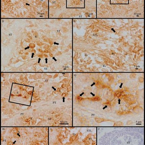 A K Representative Photomicrographs Of Testicular Tissue Sections