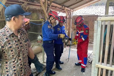 Ular Piton Sepanjang Meter Gegerkan Warga Trenggalek Nyaris Memangsa