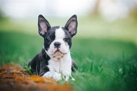 Boston Terrier Opis Rasy Charakter Usposobienie Cena PETS STYLE