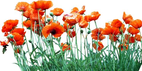 Download Poppy Field Png - Poppies Png - ClipartKey