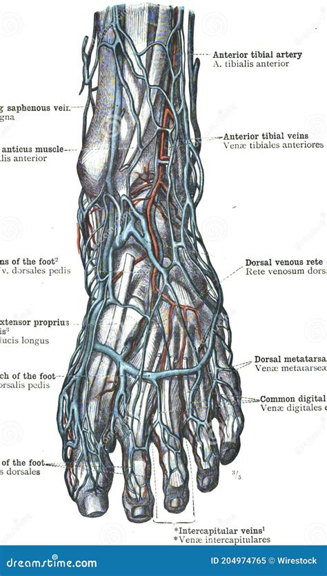 Foot Arteries Anatomy Diagram - Topography Stock Illustration - Illustration of anterior, artery ...